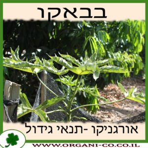 בבאקו גידול צמח