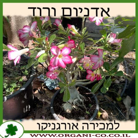 אדניום ורוד למכירה - מחיר