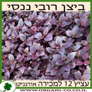 ביצן רובין ננסי למכירה - מחיר