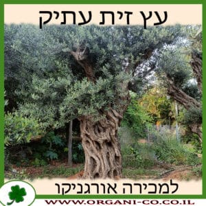 עץ זית עתיק למכירה - מחיר