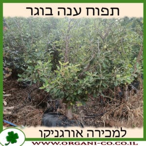 תפוח ענה בוגר למכירה - מחיר