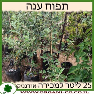 תפוח ענה 25 ליטר למכירה - מחיר