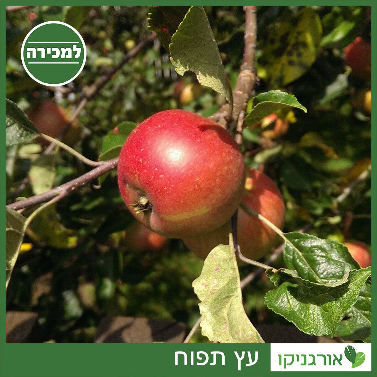 תפוח עץ למכירה - מחיר