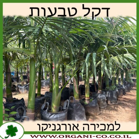 דקל טבעות למכירה - מחיר