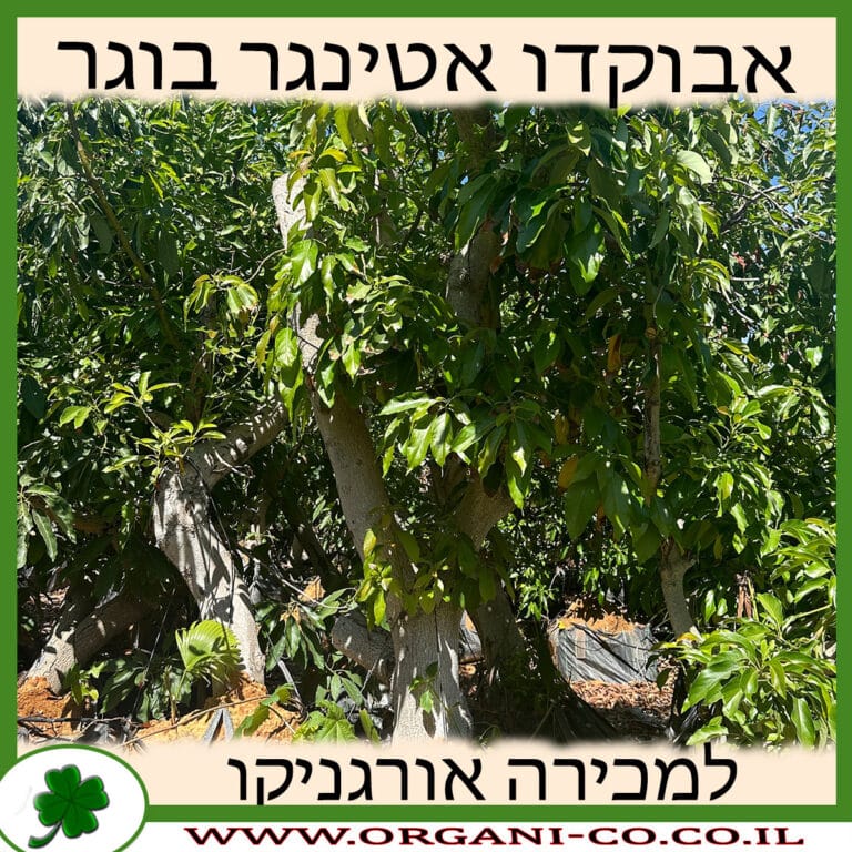 אבוקדו אטינגר בוגר 8 צול - למכירה - מחיר - אורגניקו