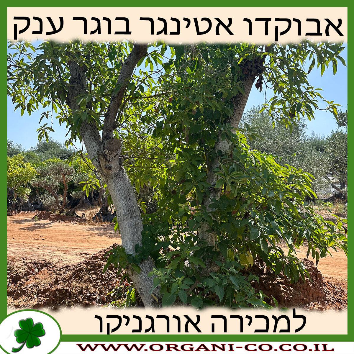 אבוקדו אטינגר בוגר (ענק) 14 צול למכירה - מחיר