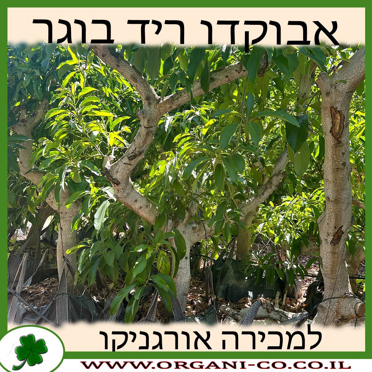 אבוקדו ריד בוגר למכירה - מחיר