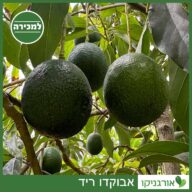 עץ אבוקדו ריד למכירה - מחיר