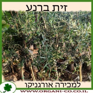 עץ זית ברנע 25 ליטר למכירה - מחיר