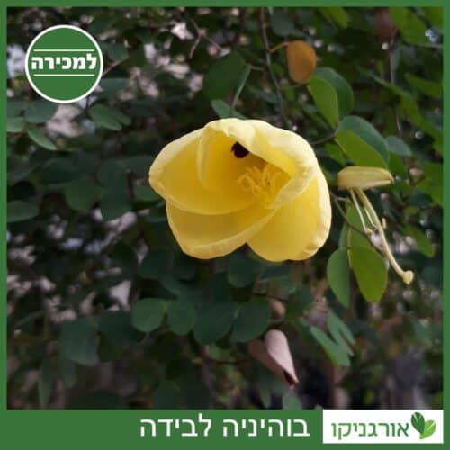 בוהיניה לבידה - למכירה - מחיר