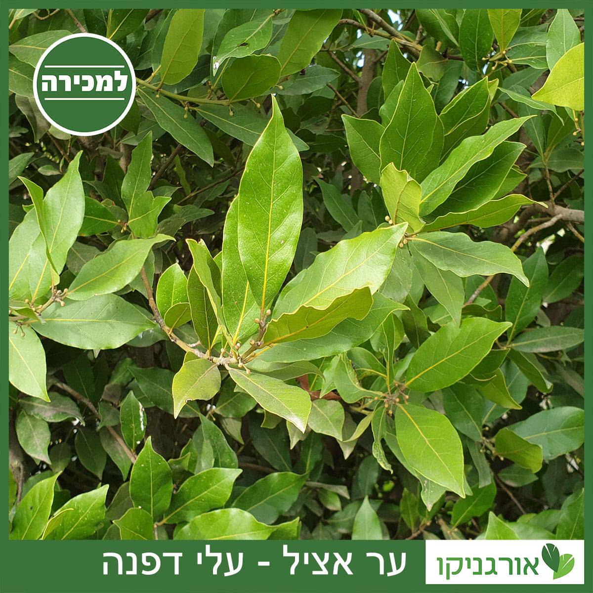 ער אציל למכירה - מחיר