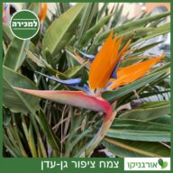 ציפור גן-עדן צמח למכירה - מחיר