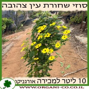 סוזי שחורת העין - צהוב - 10 ליטר למכירה - מחיר