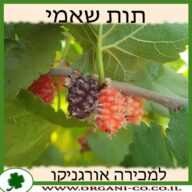 עץ תות שאמי 25 ליטר למכירה - מחיר