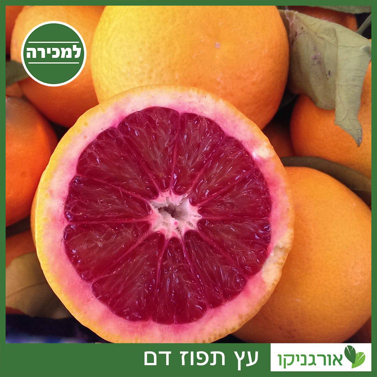 עץ תפוז דם למכירה - מחיר