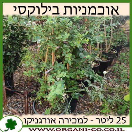 אוכמניות בילוקסי 25 ליטר למכירה - מחיר