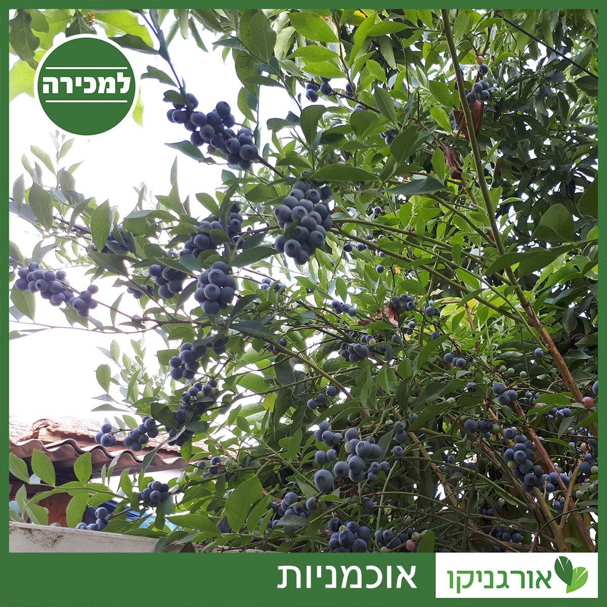 אוכמניות למכירה - מחיר