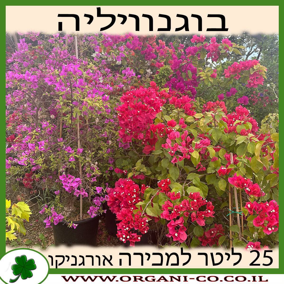 בוגנוויליה 25 ליטר למכירה - מחיר