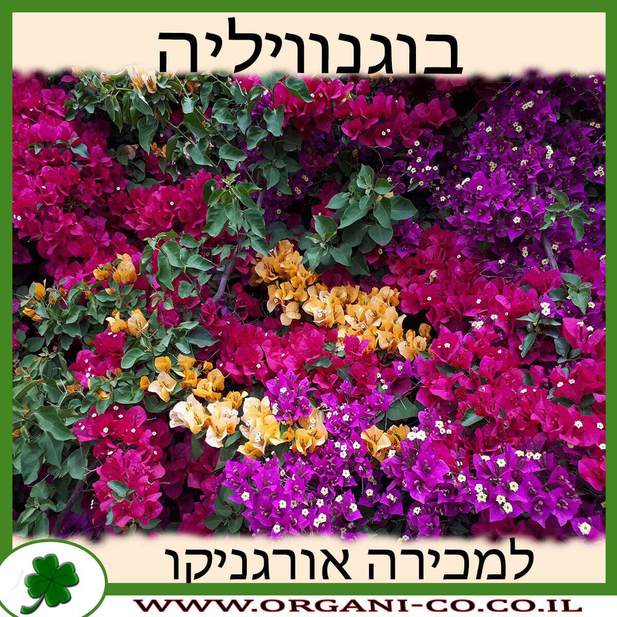 בוגנוויליה למכירה - מחיר