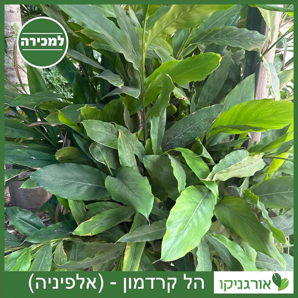 הל קרדמון למכירה - מחיר