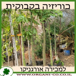 כוריזיה בקבוקית למכירה - מחיר