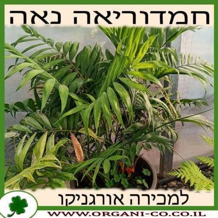 חמדוריאה אלגנס 25 ליטר למכירה - מחיר