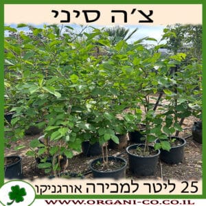 צ'ה סיני 25 ליטר למכירה - מחיר