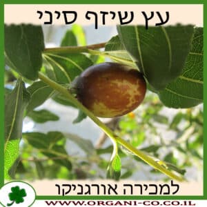 שיזף סיני למכירה - מחיר