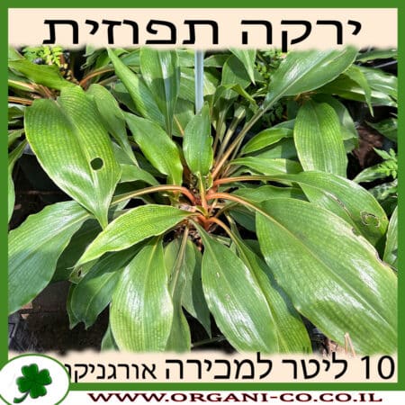 ירקה תפוזית 10 ליטר למכירה - מחיר