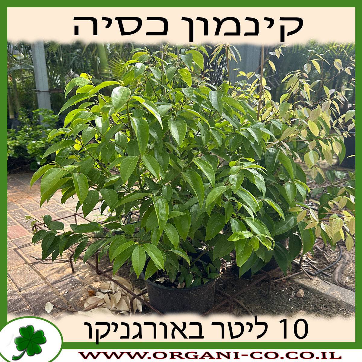 קינמון כסיה 10 ליטר למכירה - מחיר