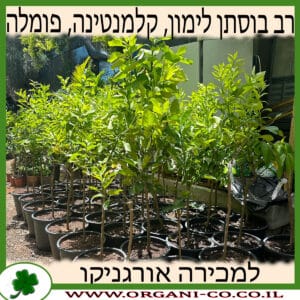 הדר 3 זנים, לימון, קלמנטינה, פומלה למכירה - מחיר