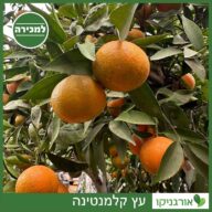 עץ קלמנטינה - למכירה - מחיר