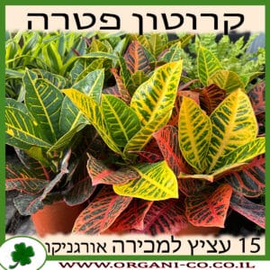 קרוטון פטרה - עציץ 15 למכירה - מחיר