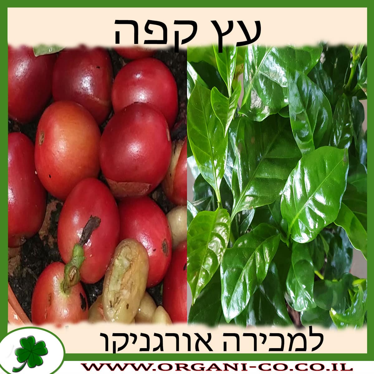 עץ קפה ערביקה למכירה - מחיר