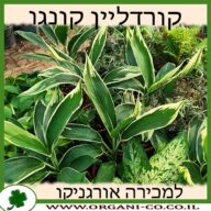 קורדליין קונגו 10 ליטר למכירה - מחיר