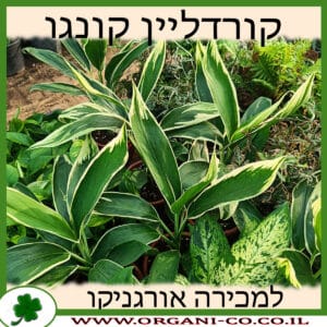 קורדליין קונגו 10 ליטר למכירה - מחיר