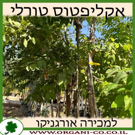 אקליפטוס טוראלי למכירה - מחיר