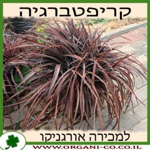 קריפטברגיה אדומה למכירה - מחיר