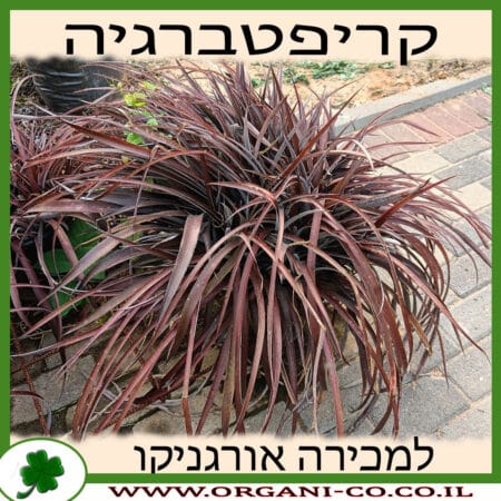 קריפטברגיה אדומה למכירה - מחיר