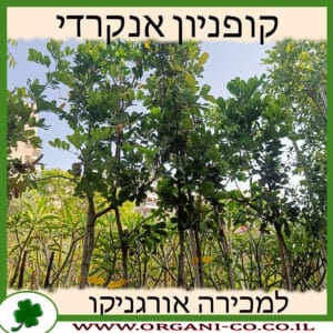 קופניון אנקרדי למכירה - מחיר