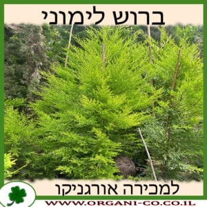 ברוש לימוני למכירה - מחיר