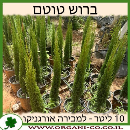 ברוש טוטם 10 ליטר למכירה - מחיר