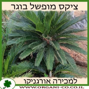 ציקס מופשל בוגר למכירה - מחיר