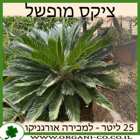 ציקס מופשל 25 ליטר למכירה - מחיר