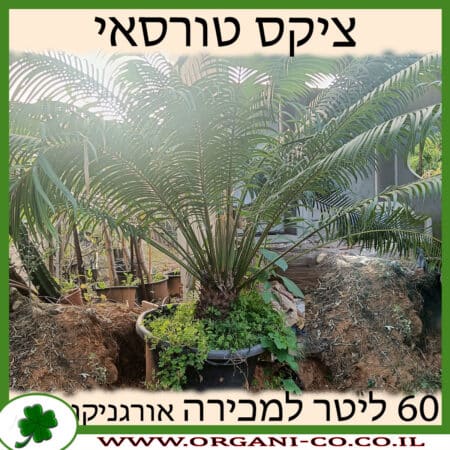 ציקס טורסאי 60 ליטר למכירה - מחיר