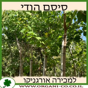 סיסם הודי למכירה - מחיר