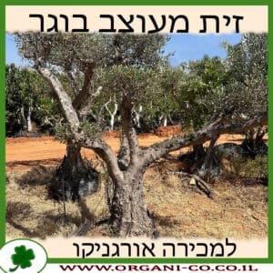 זית מעוצב בוגר למכירה - מחיר