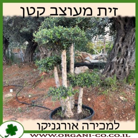 זית מעוצב קטן - למכירה - בונסאי - מחיר