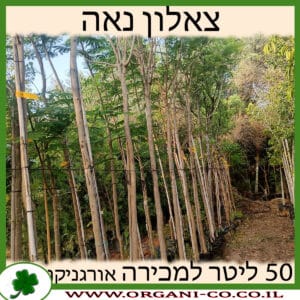 צאלון נאה 50 ליטר למכירה - מחיר