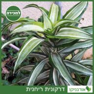 דרקונית ריחנית למכירה - מחיר